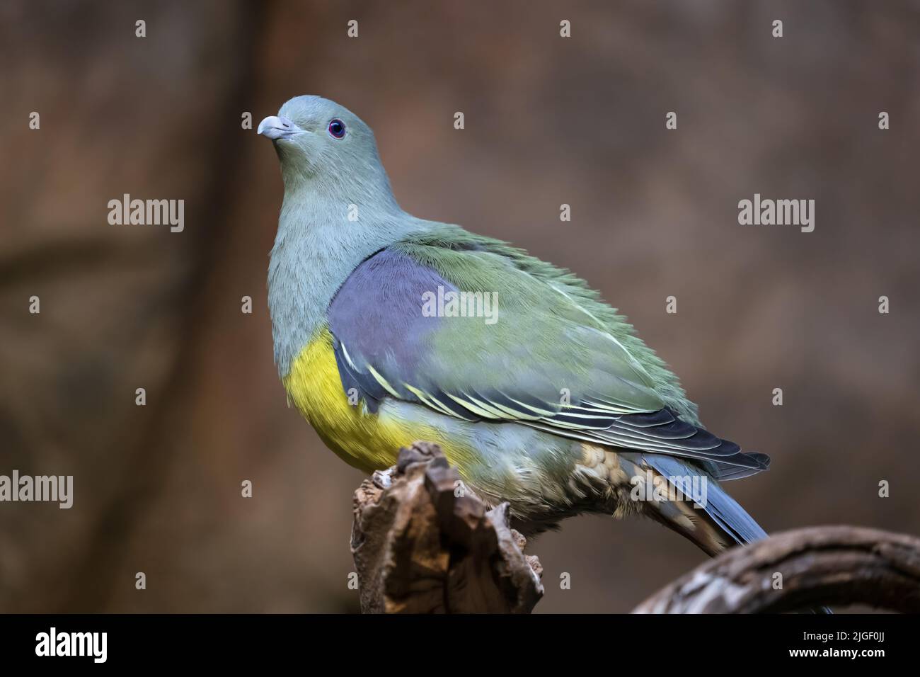 Bruces Green Pigeon (Treron waalia) or the yellow-bellied fruit pigeon, bird in the family Columbidae. Stock Photo