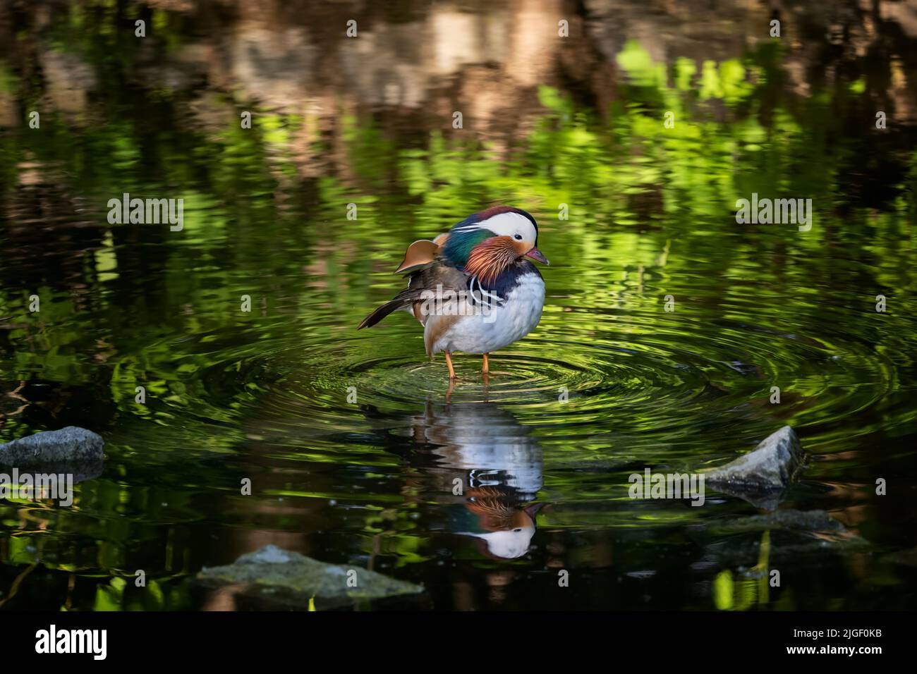The mandarin duck (Aix galericulata) male standing and baths in shallow ...