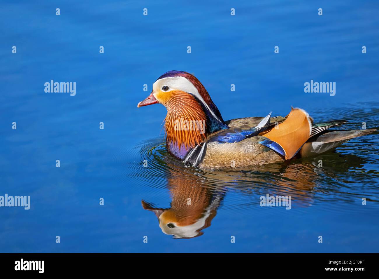 The mandarin duck (Aix galericulata) male swimming in the lake ...