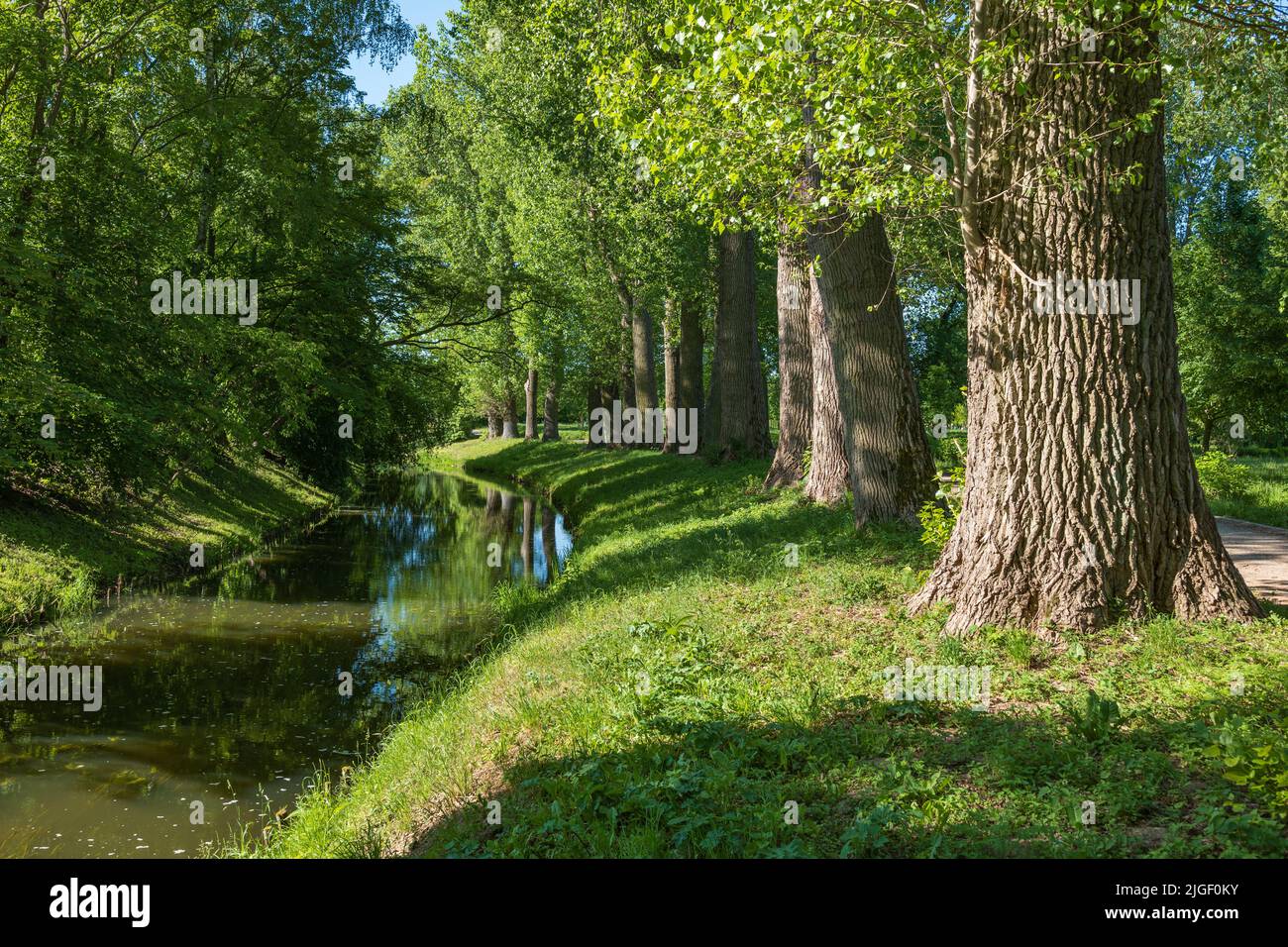 Old trees along Łydynia River in Ciechanów, Masovia, Poland. Stock Photo