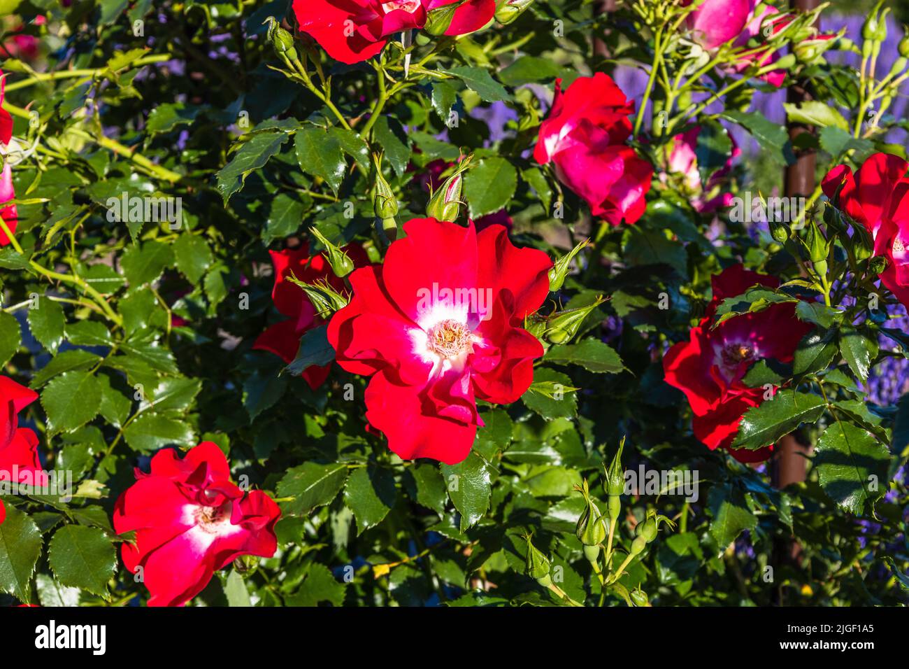 Rosa Dortmund flower bloom in the summer garden Stock Photo
