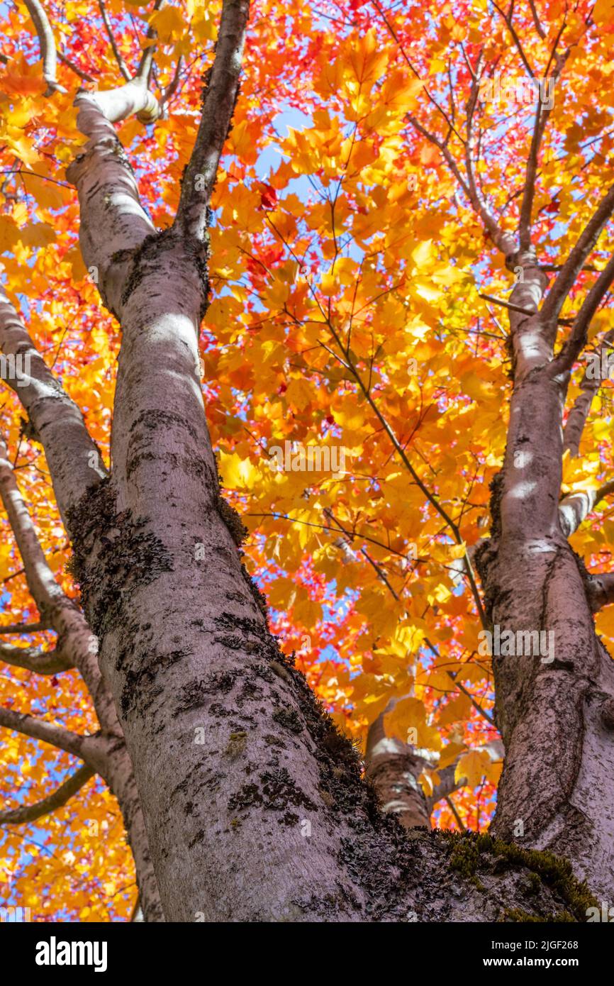 A vertical low angle shot of a tall tree with orange yellow autumn ...