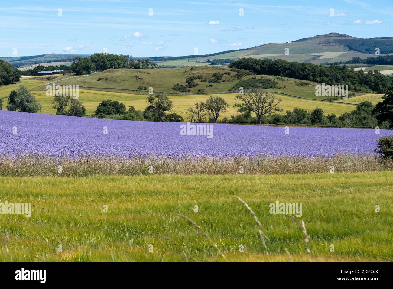 Hawick, UK. 10 Jul.2022.  Phacelia is a rapidly growing, high biomass plant. It is a nitrogen holder and weed suppressor. Its eye-catching purple flowers are particularly good at attracting bees and other beneficial insects. Used as a soil-improving green manure. (Credit: Rob Gray/Alamy Live News) Stock Photo