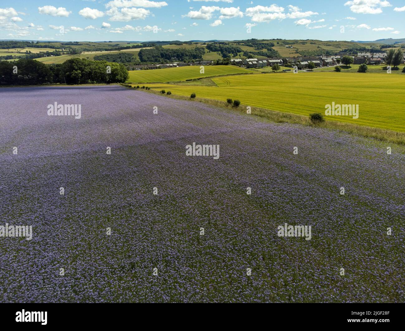 Hawick, UK. 10 Jul.2022.  Phacelia is a rapidly growing, high biomass plant. It is a nitrogen holder and weed suppressor. Its eye-catching purple flowers are particularly good at attracting bees and other beneficial insects. Used as a soil-improving green manure. (Credit: Rob Gray/Alamy Live News) Stock Photo