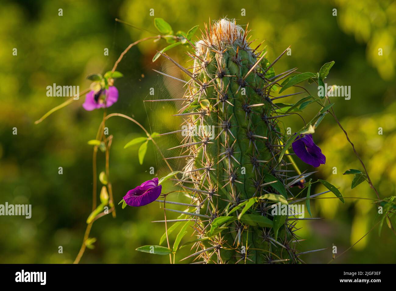 xique-xique cactus detail with herbaceous plants and spider web Stock Photo