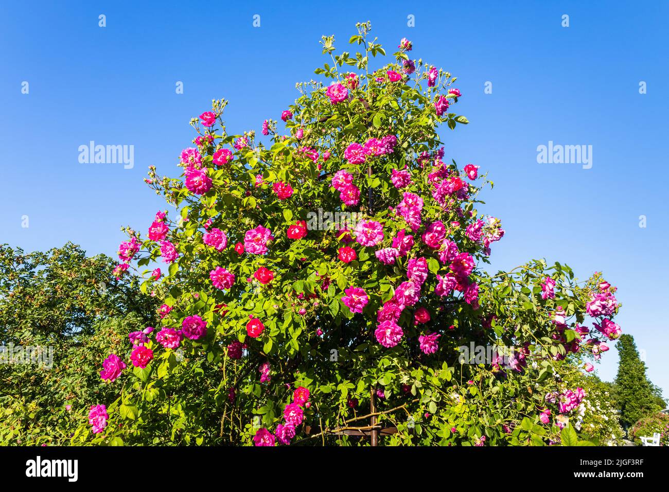 Pink Rosa flowers bloom in the summer garden Stock Photo