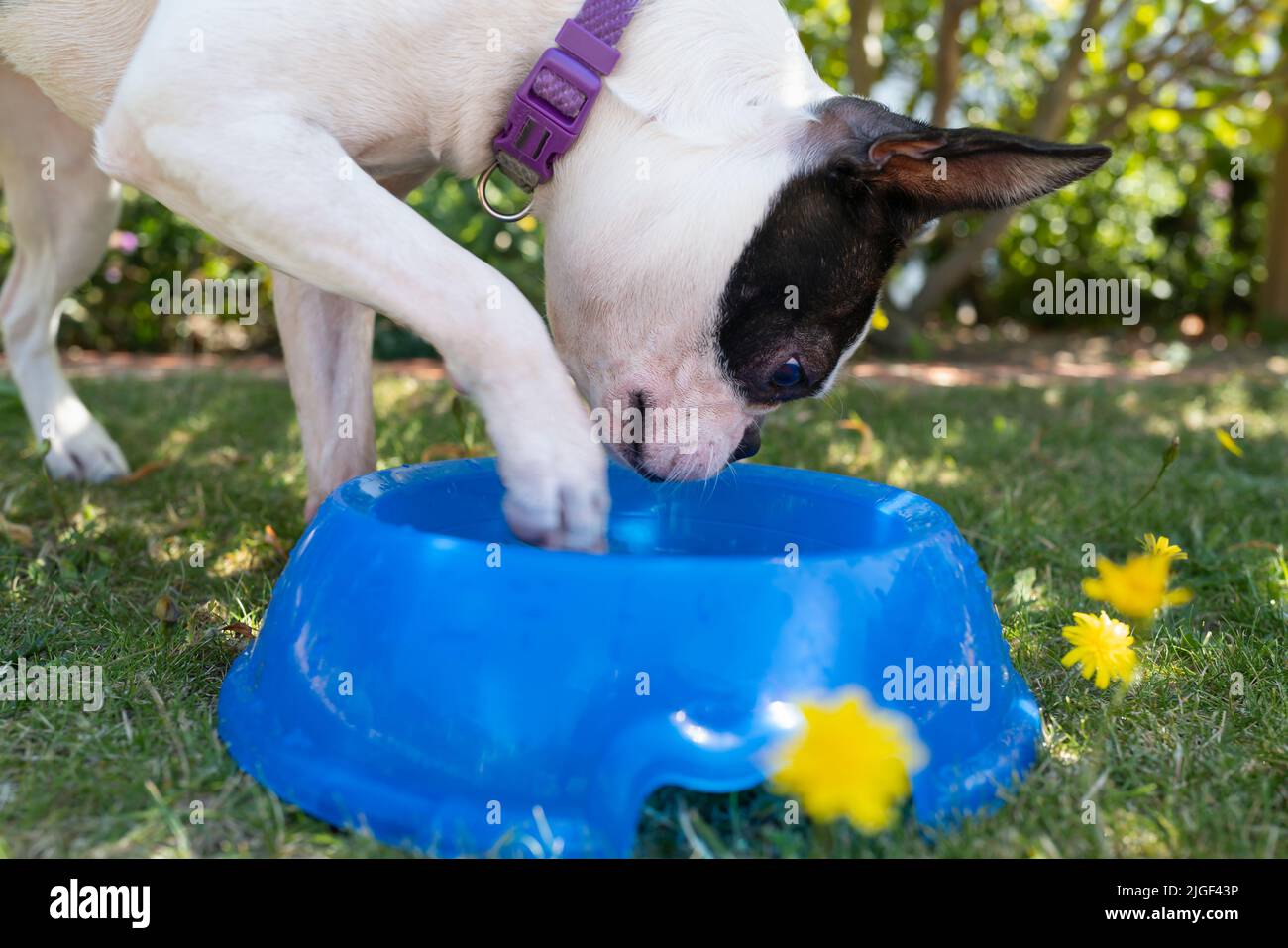 Boston Terrier dog playing with water in a bowl using a paw. She is outside garden on grass with danelions. Stock Photo