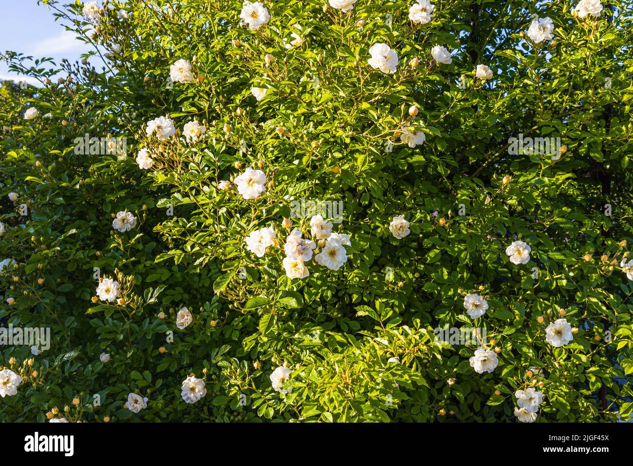 White Rosa flowers bloom in the summer garden Stock Photo