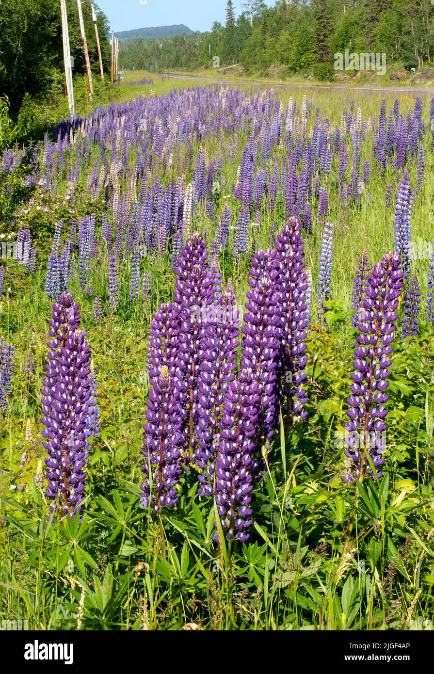 Wild perennial lupinus, lupin, or lupine flowering plants along Highway 61 on the North Shore of Lake Superior, Minnesota. One of the Sawtooth Mountai Stock Photo