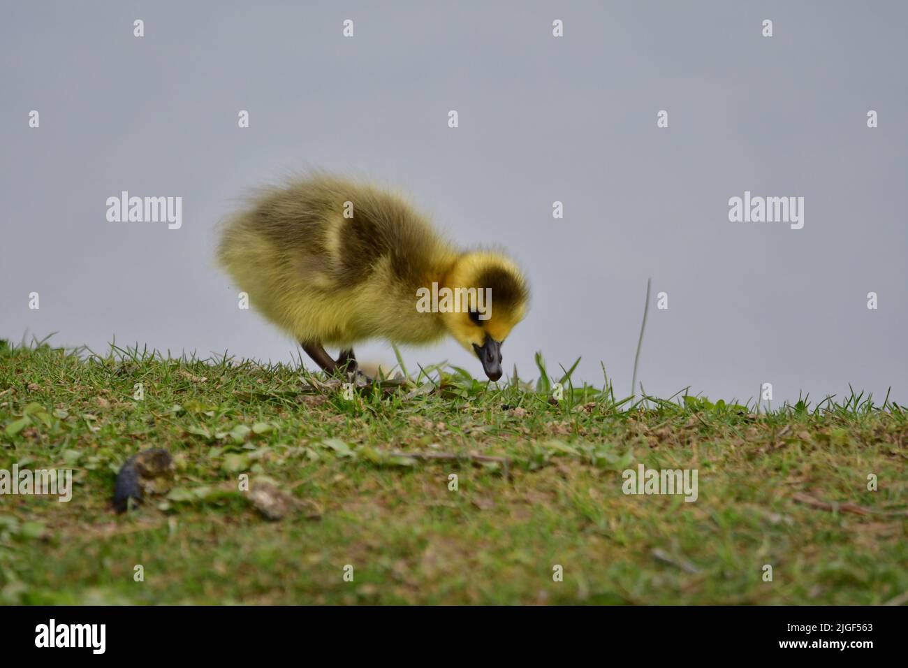 A cute Canada gosling (Branta canadensis) feeding in Pymatuming Reservoir Stock Photo