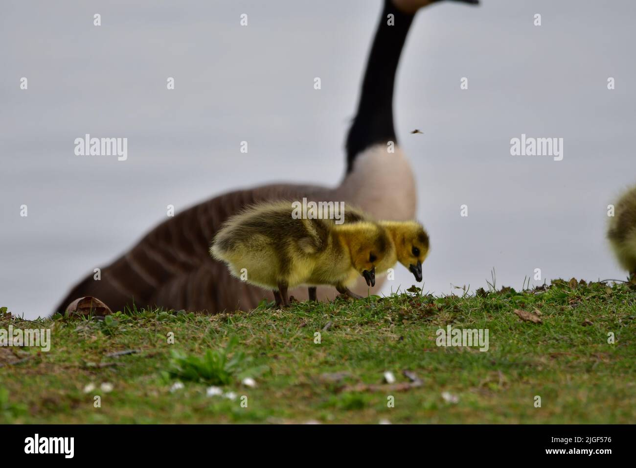 Two Canada goslings (Branta canadensis) feeding in Pymatuming Reservoir Stock Photo