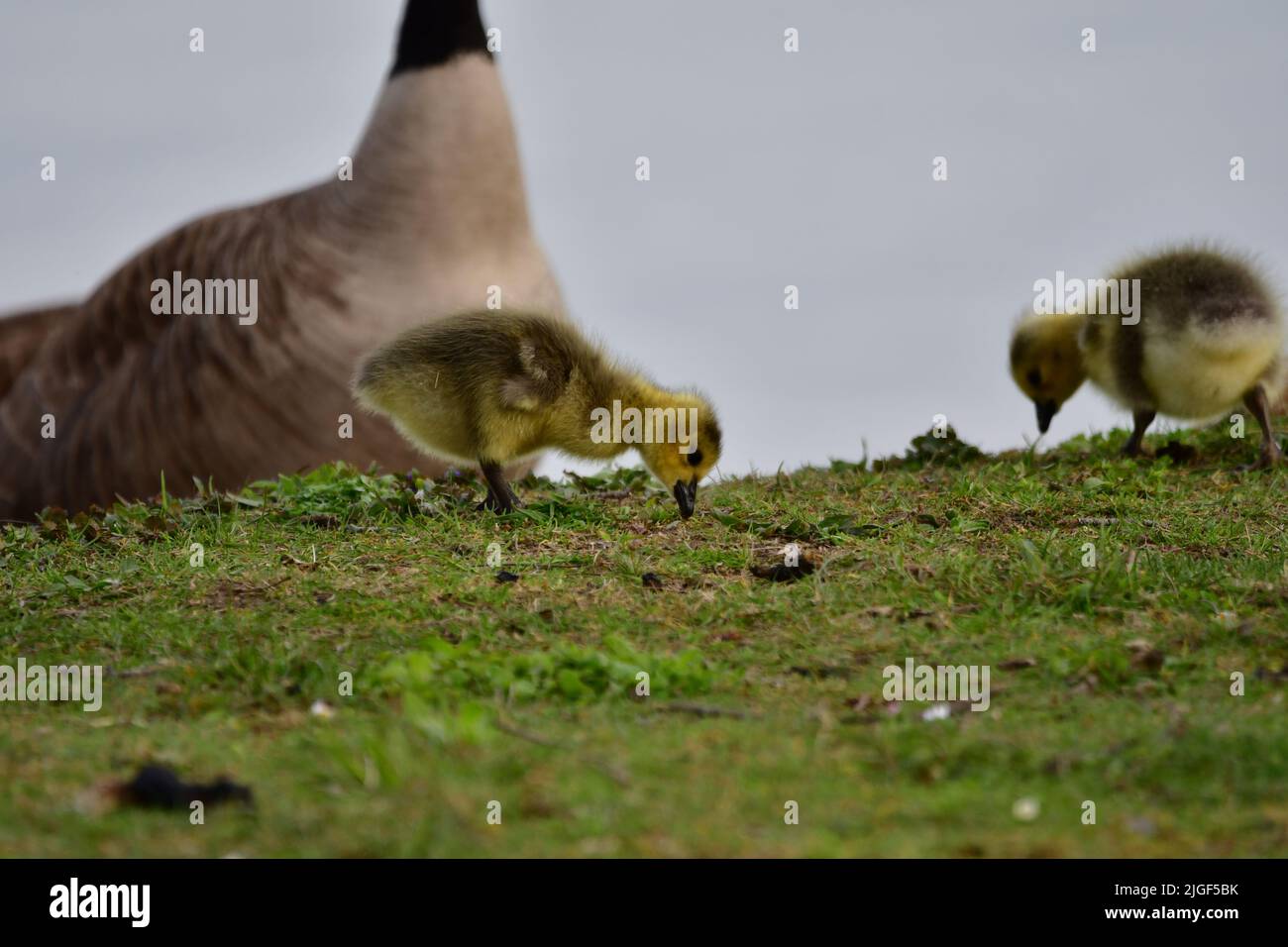 Two Canada goslings (Branta canadensis) feeding in Pymatuming Reservoir Stock Photo