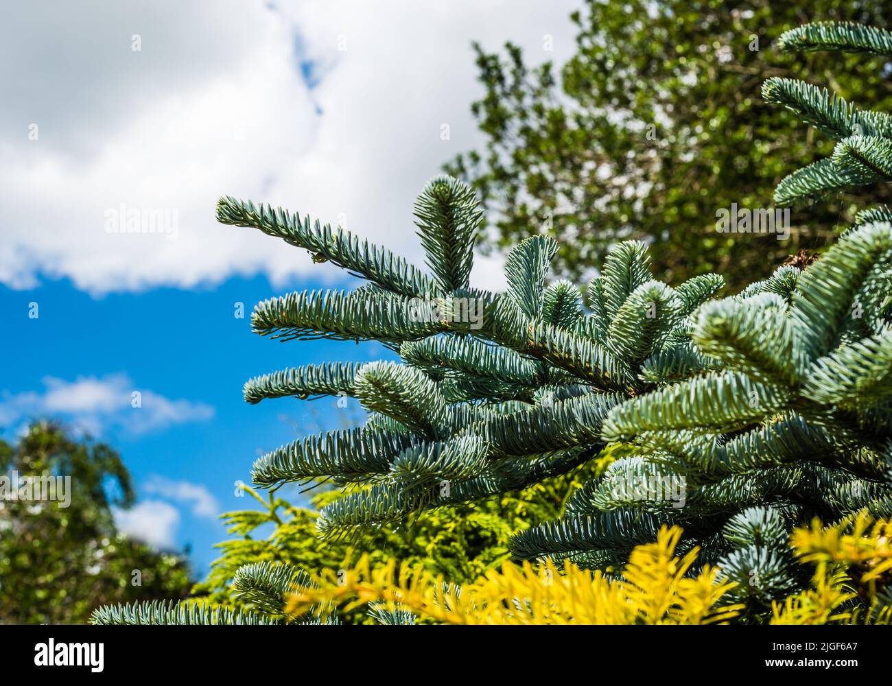 An Abies Procera Glauca Prostrata glowing in a Country Garden. Stock Photo