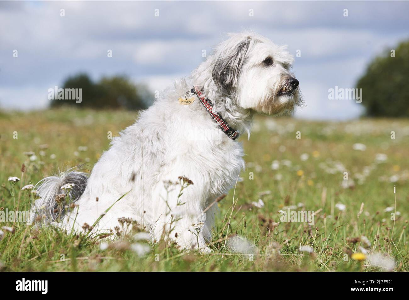 PUDSEY, PUDSEY THE DOG THE MOVIE, 2014 Stock Photo Alamy