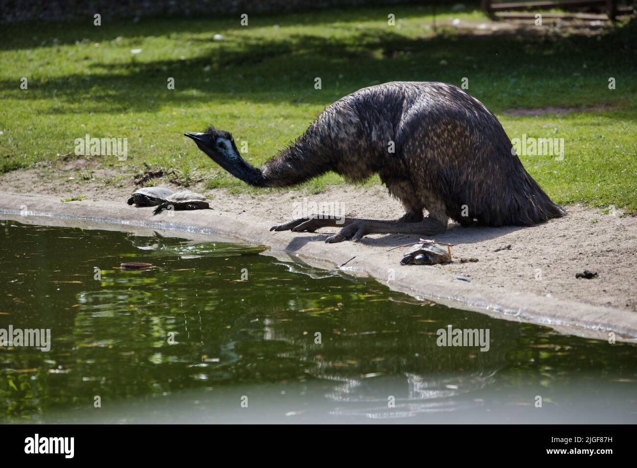 A black emu sitting near the water pond in a zoo in sunny weather Stock Photo