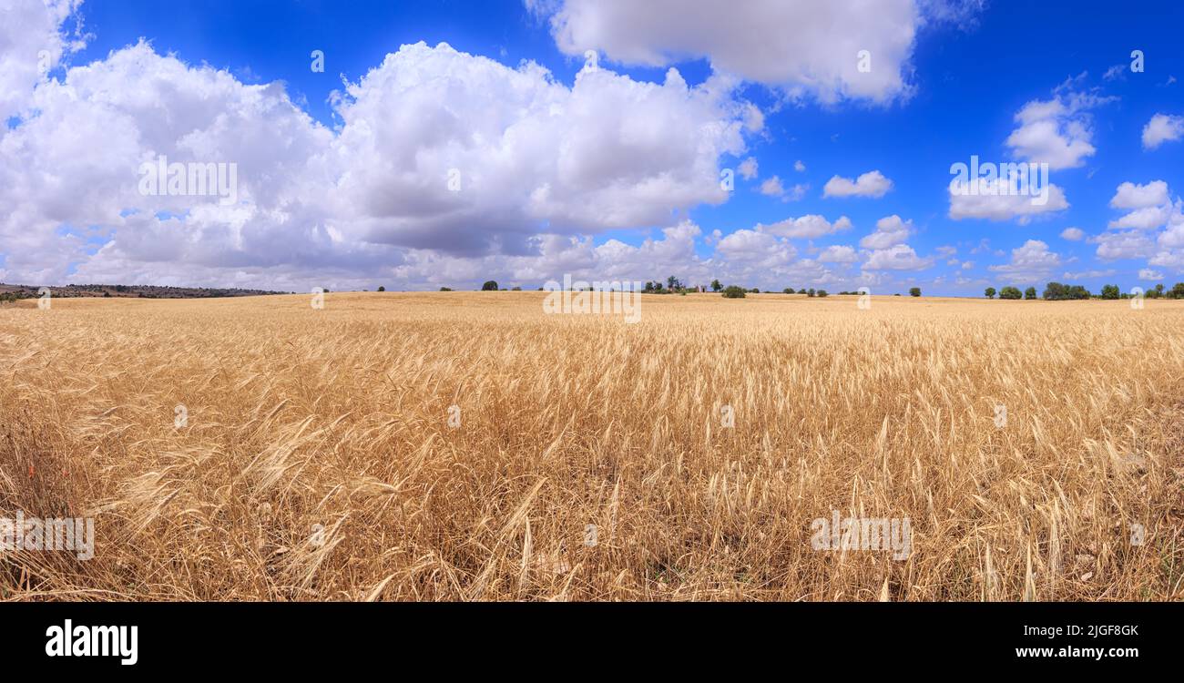 Golden wheat field and blue sky with clouds. Alta Murgia National Park: hilly landscape with field of cereal in Apulia, Italy. Stock Photo