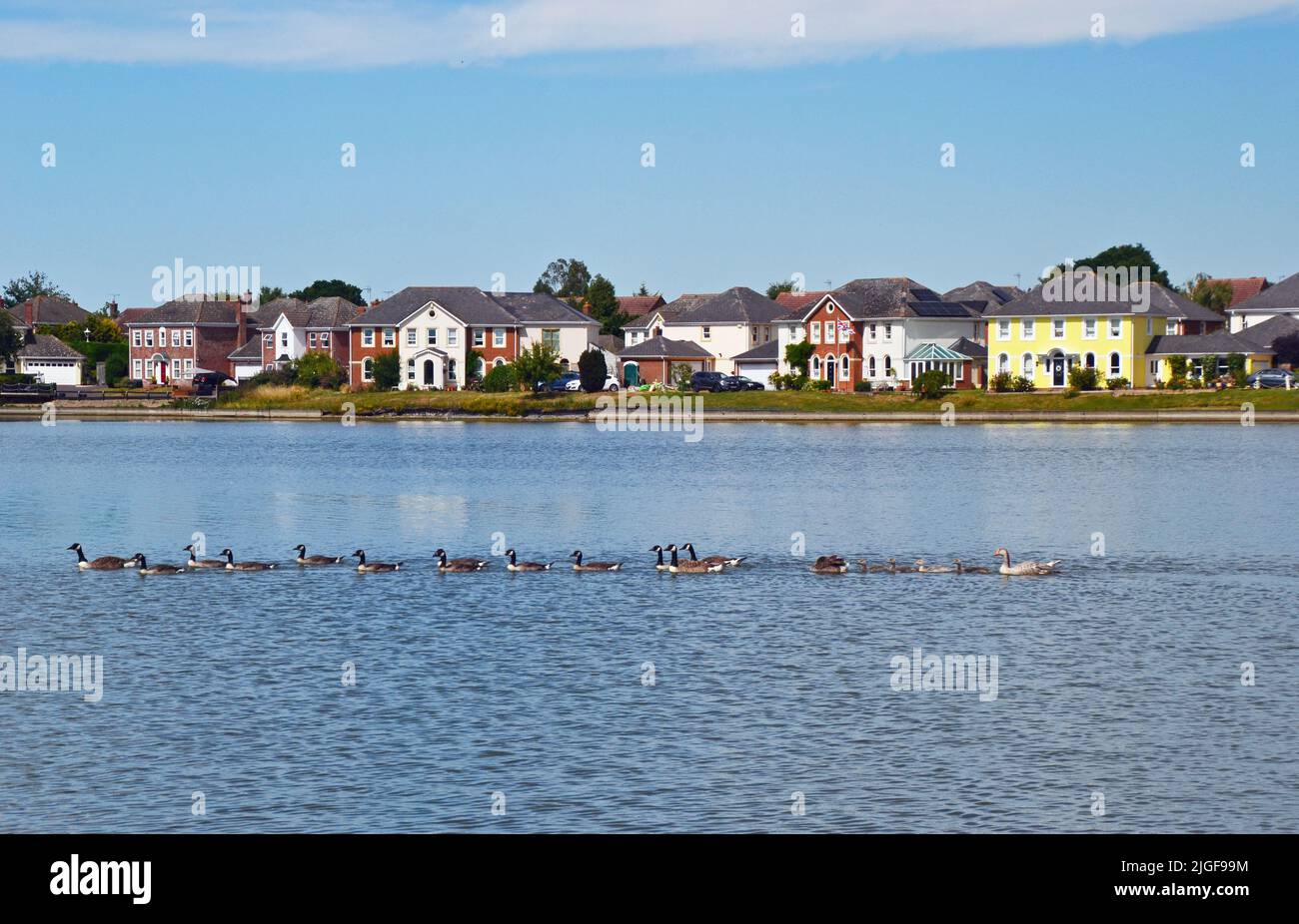 Geese swimming across the lake with their young, and houses across the lake at Watermead, Aylesbury, Buckinghamshire, UK Stock Photo