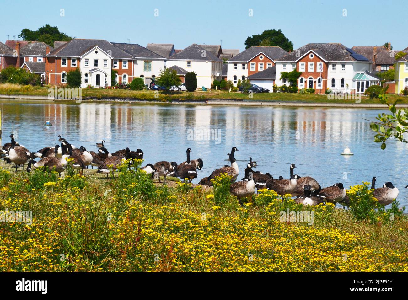 Canada geese on the shore beside the lake at Watermead, Aylesbury, Buckinghamshire, England, UK Stock Photo