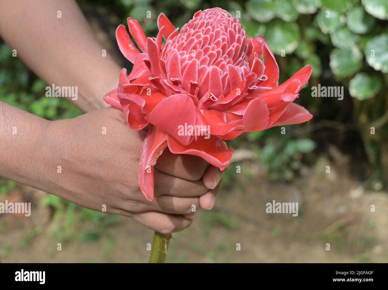 A plucked torch ginger flower, the flower is held by the both hands by