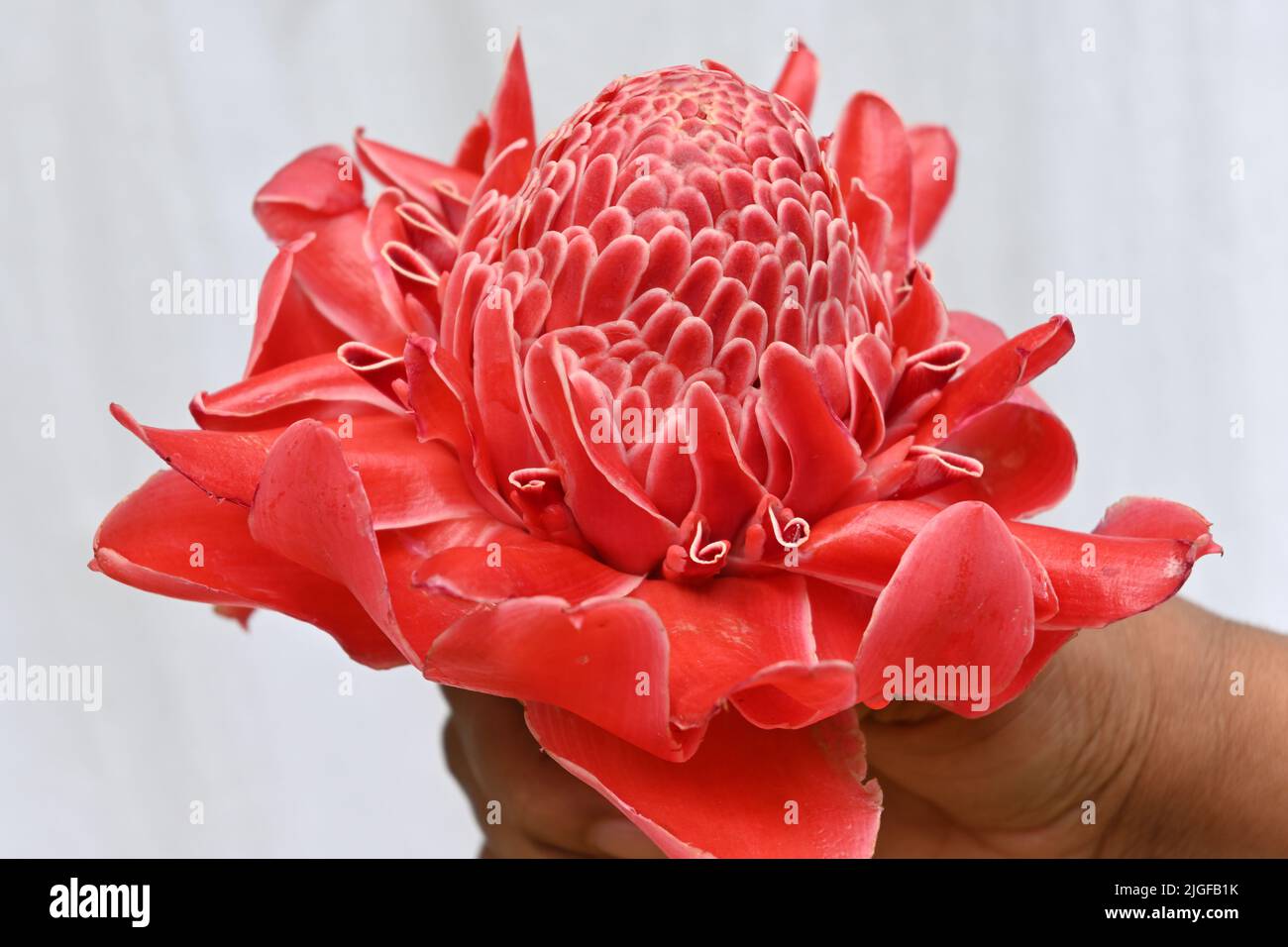 Close up of a torch ginger flower with a hand holding it on a white background. Stock Photo