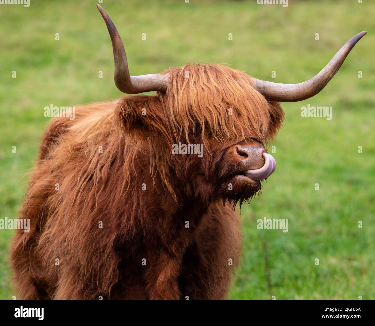 A Highland Cow in Scotland, UK. Highland Cattle are seen across the