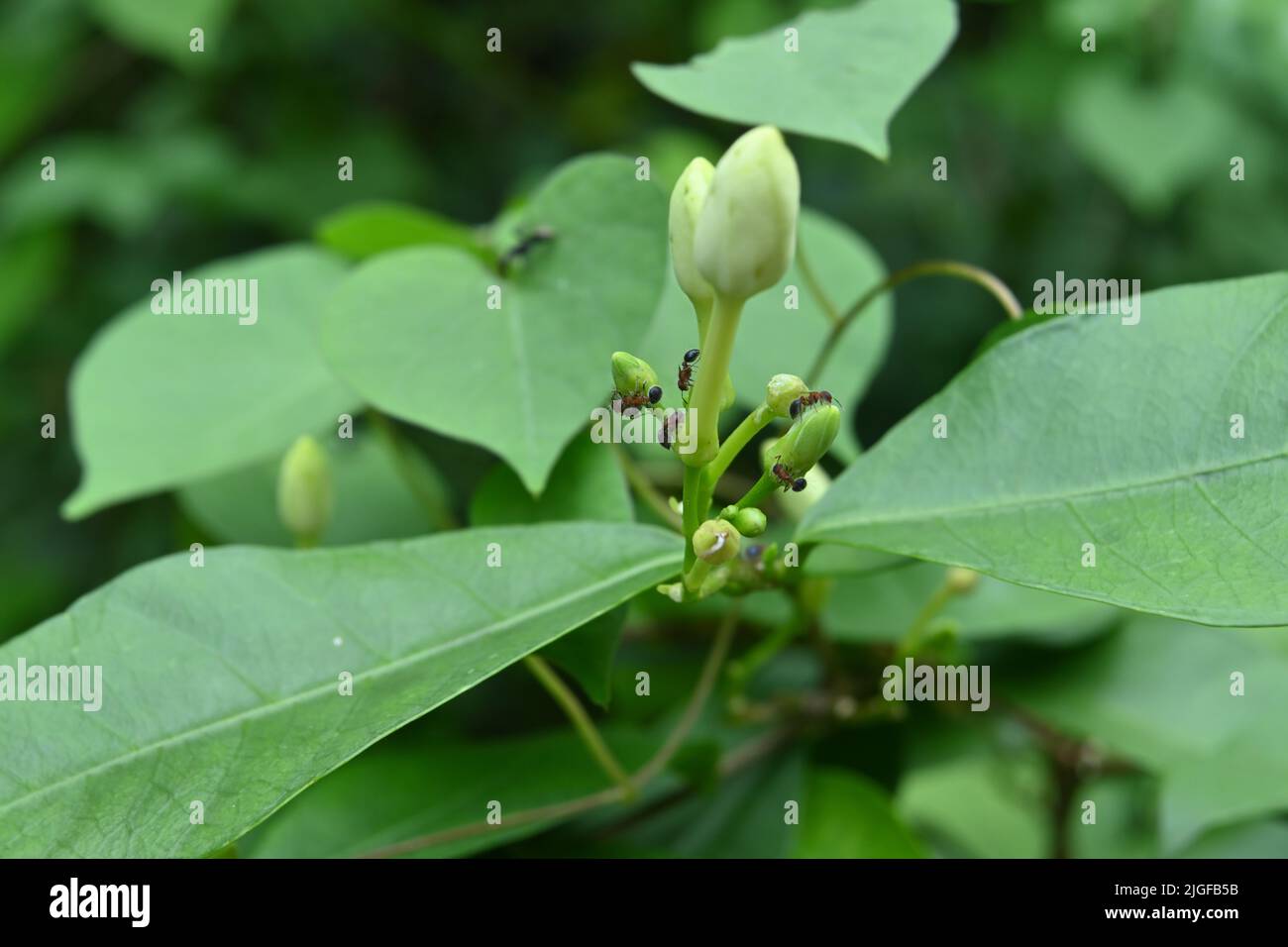 Few hairy fire ants walking on the surface of several tiny buds and leaves Stock Photo