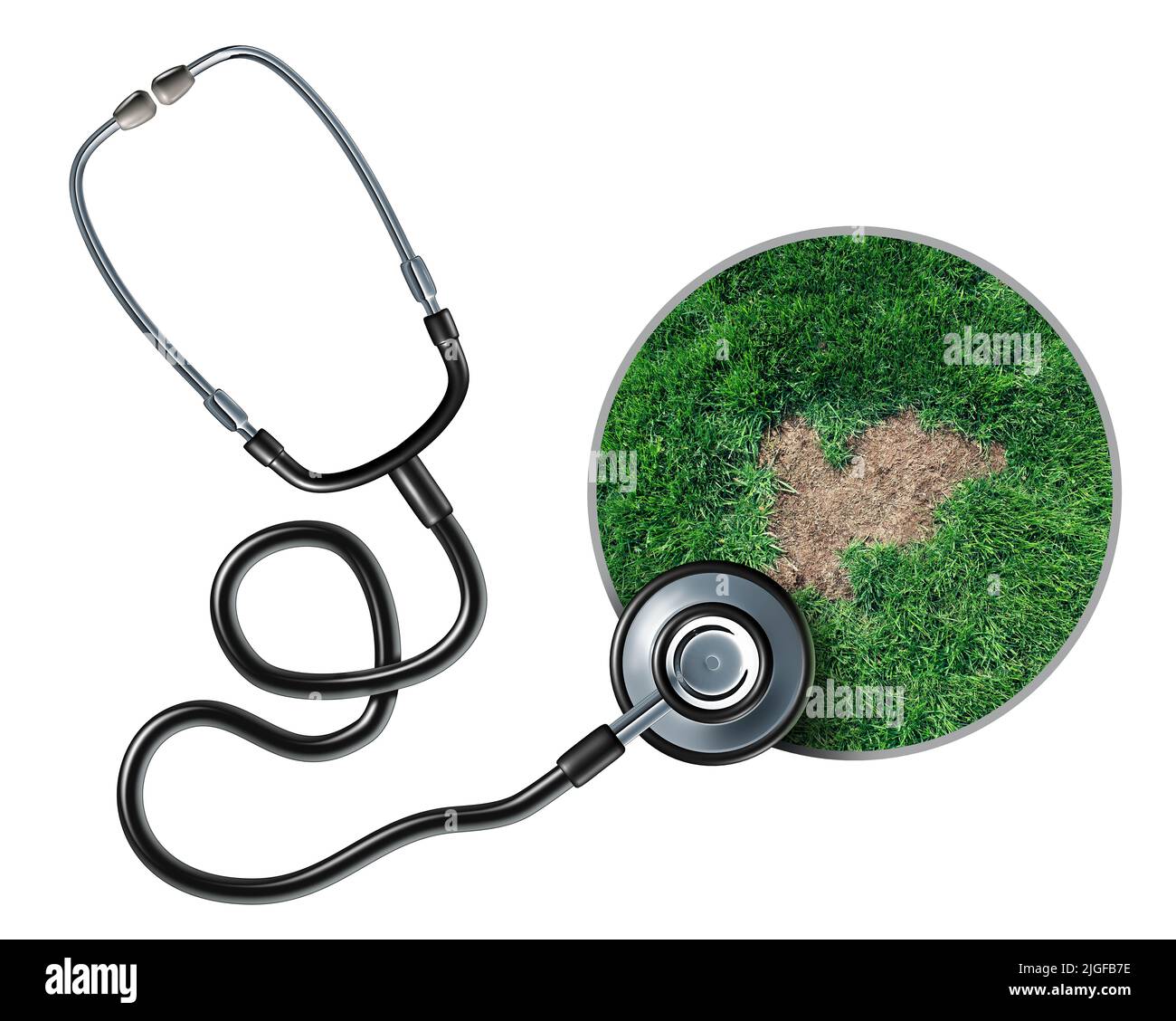 Lawn care health and grub damage as damaged grass roots causing a brown patch disease in the turf as a specialist stethoscope to diagnose. Stock Photo