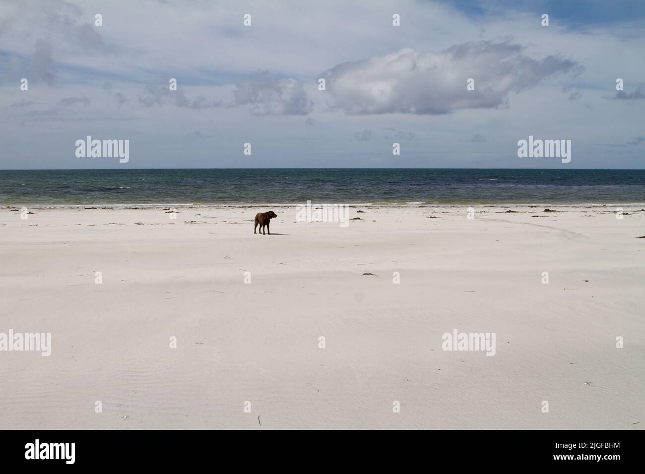 Dog off-lead on a huge deserted beach in the Western Isles Stock Photo ...