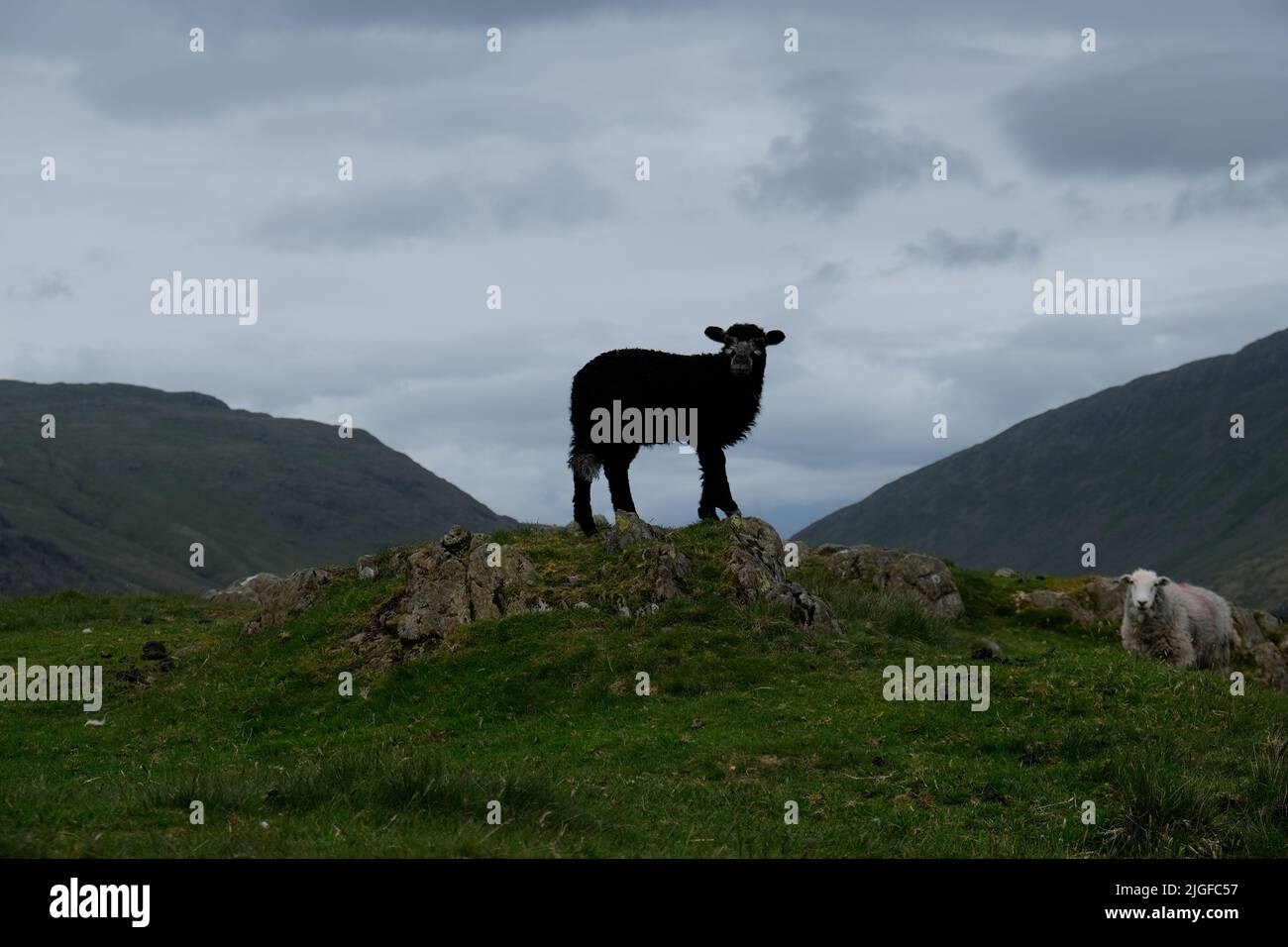Black sheep in silhouette on top of Hard Knotts Pass in the Lake District Stock Photo