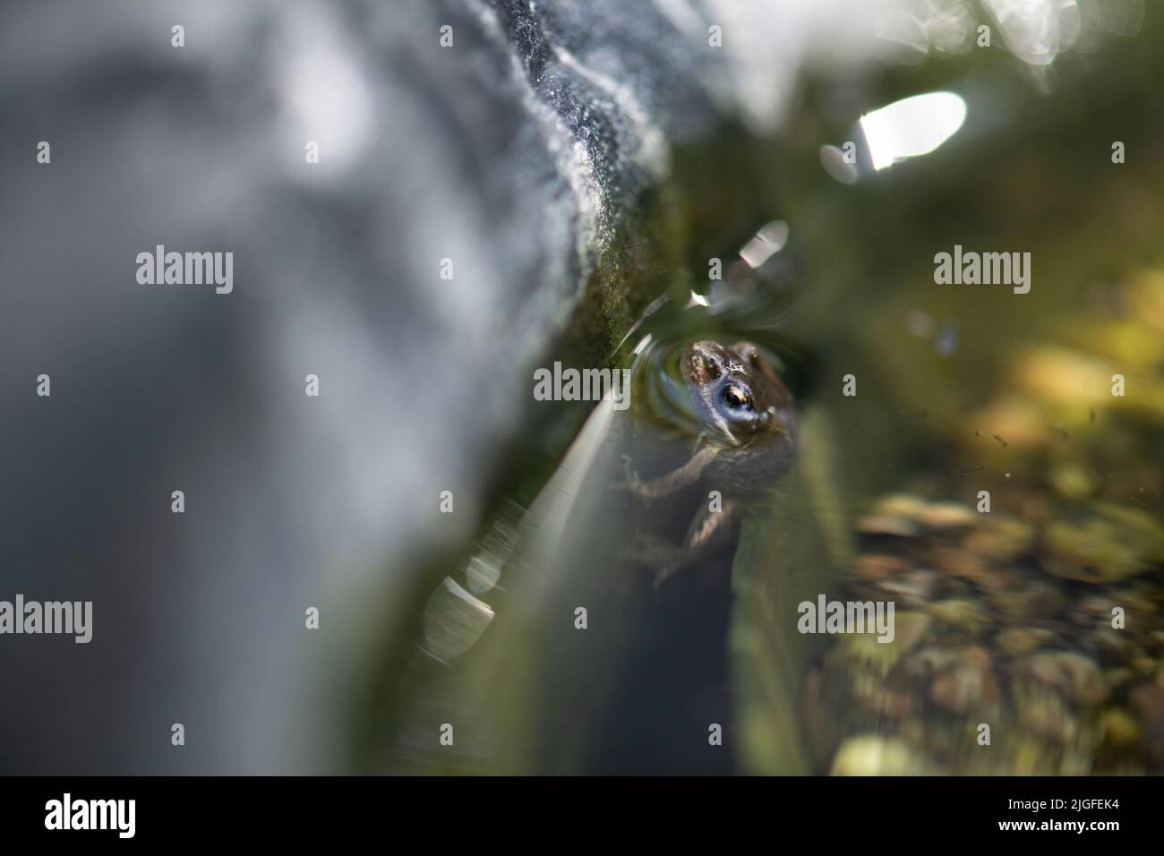 Small Garden Frog, amphibian, common frog Stock Photo Alamy
