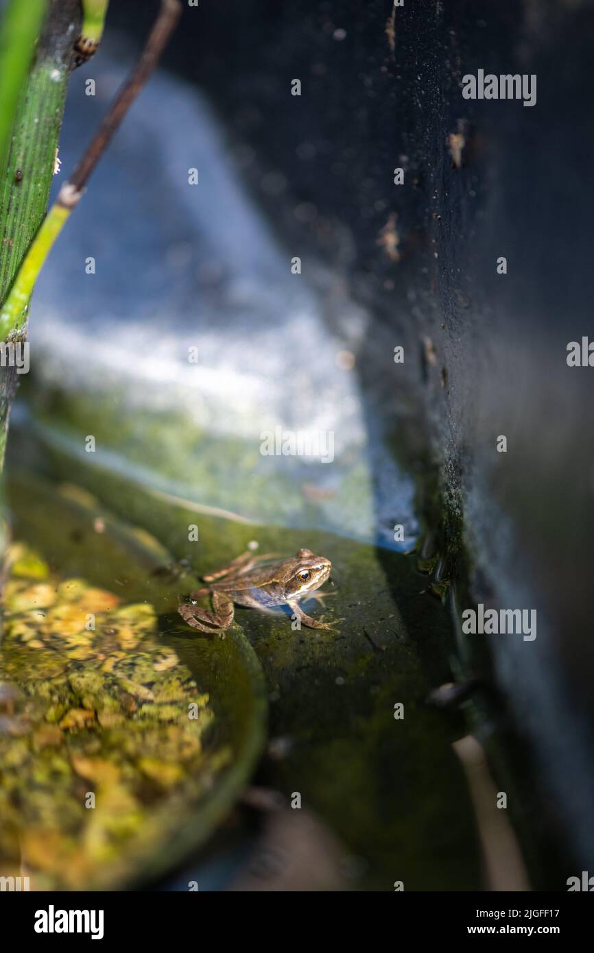 Small Garden Frog, amphibian, common frog Stock Photo Alamy