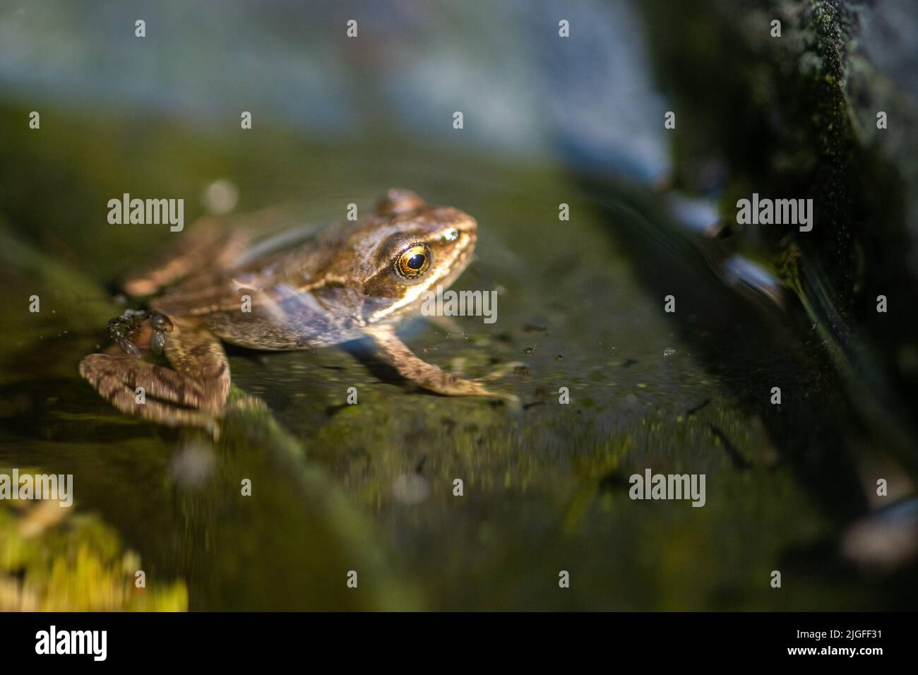 Small Garden Frog, amphibian, common frog Stock Photo Alamy