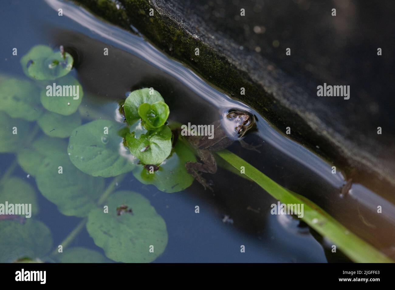 Small Garden Frog, amphibian, common frog Stock Photo Alamy