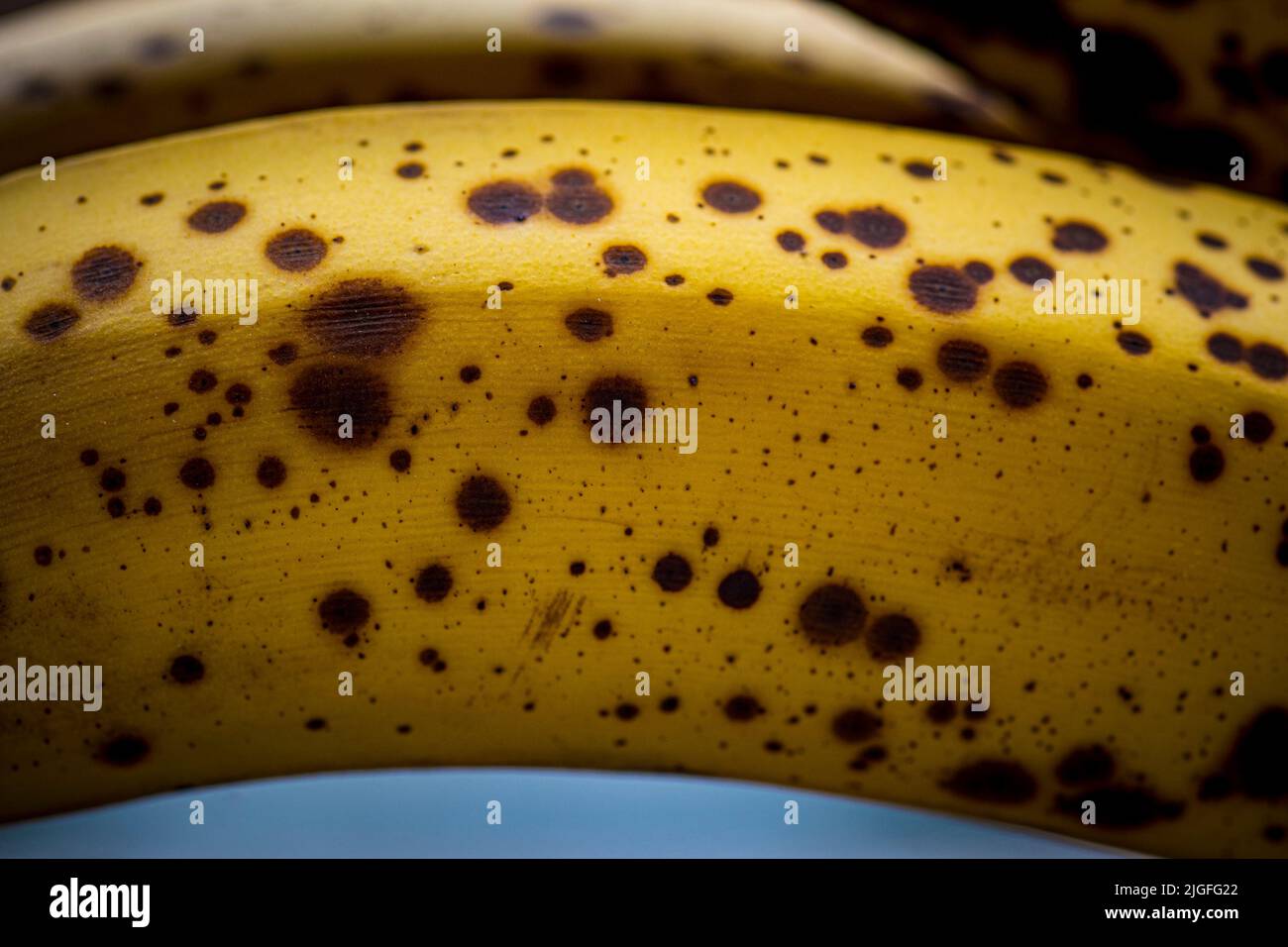 Closeup of banana ripening stage with spots, sweet flavor, perfect for blender drinks an baking Stock Photo