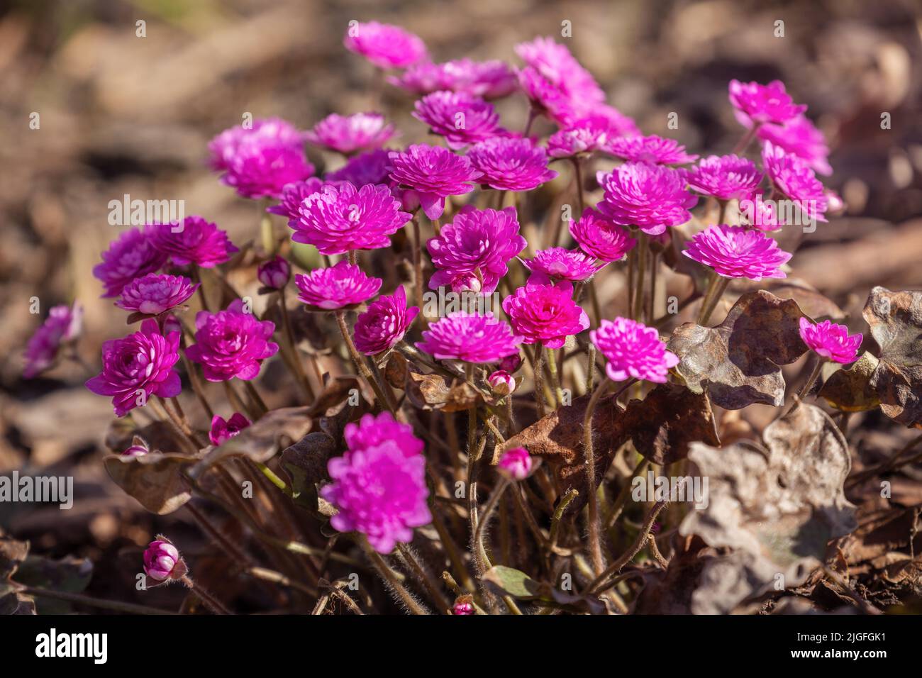 Liverwort or Anemone hepatica (Hepatica nobilis) beautiful spring double flower Stock Photo