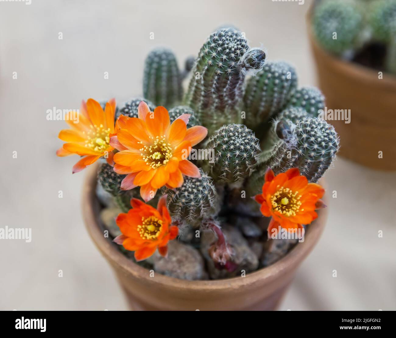 Echinopsis cactus blooms orange flowers in a flower pot Stock Photo
