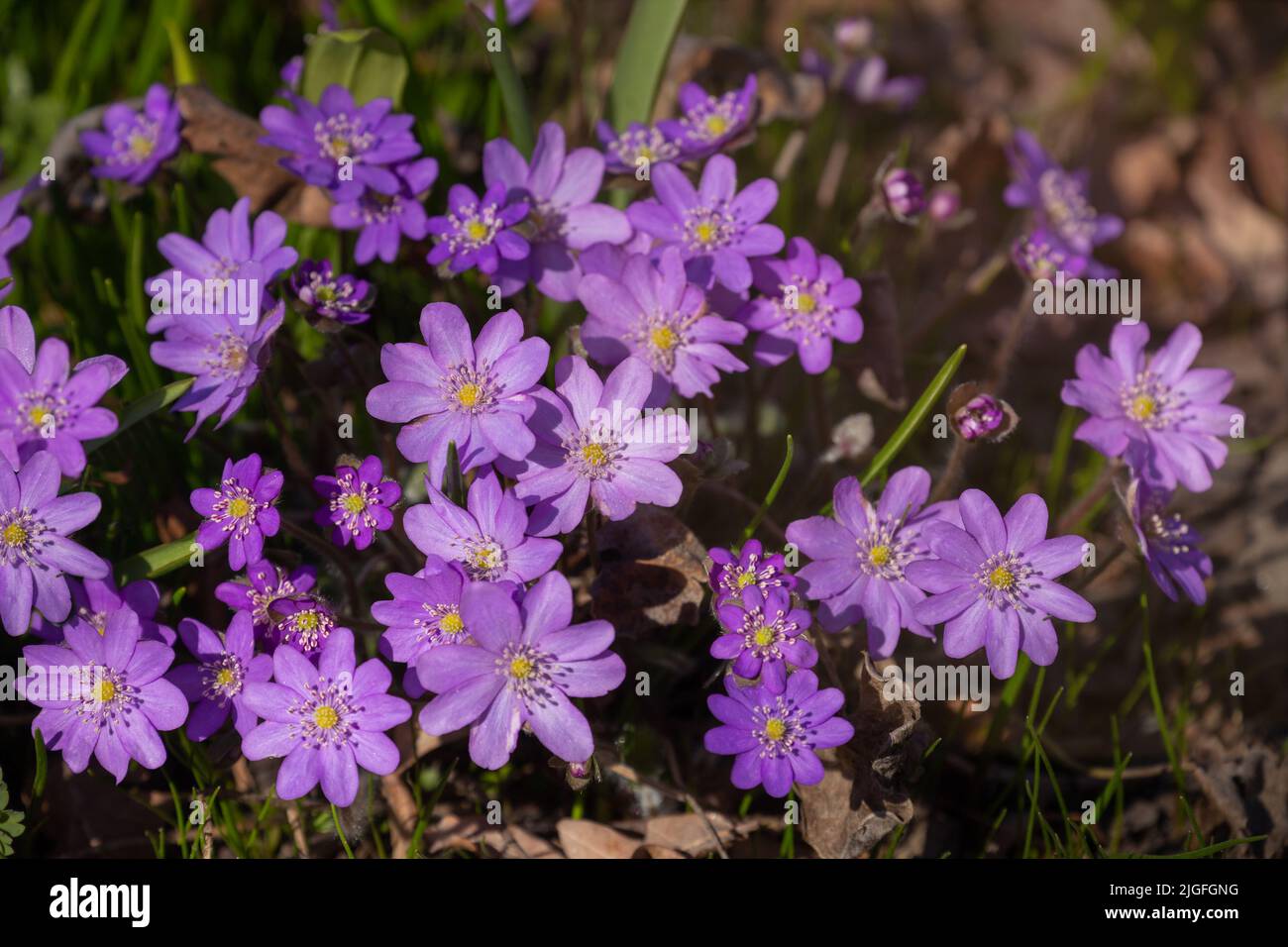 Liverwort or Anemone hepatica (Hepatica nobilis) beautiful spring forest flower Stock Photo