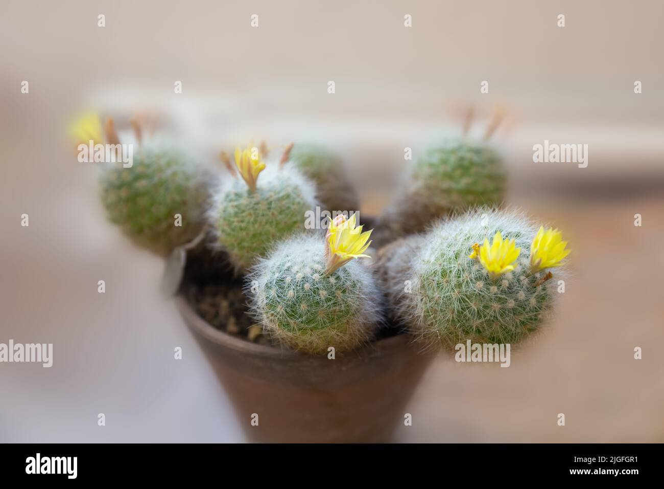 Mammillaria baumii cactus with yellow flowers in a flower pot Stock Photo