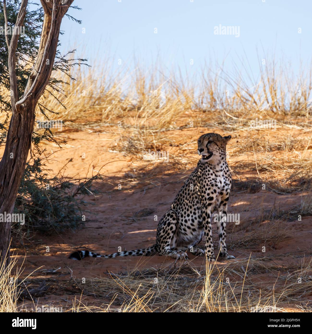 Cheetah sitting under tree shadow in Kgalagadi transfrontier park, South Africa ; Specie Acinonyx jubatus family of Felidae Stock Photo
