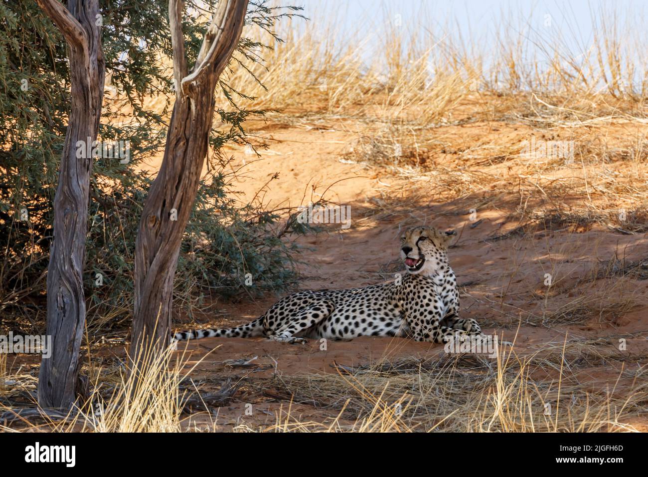 Cheetah chilling down and yawning under tree in Kgalagadi transfrontier park, South Africa ; Specie Acinonyx jubatus family of Felidae Stock Photo