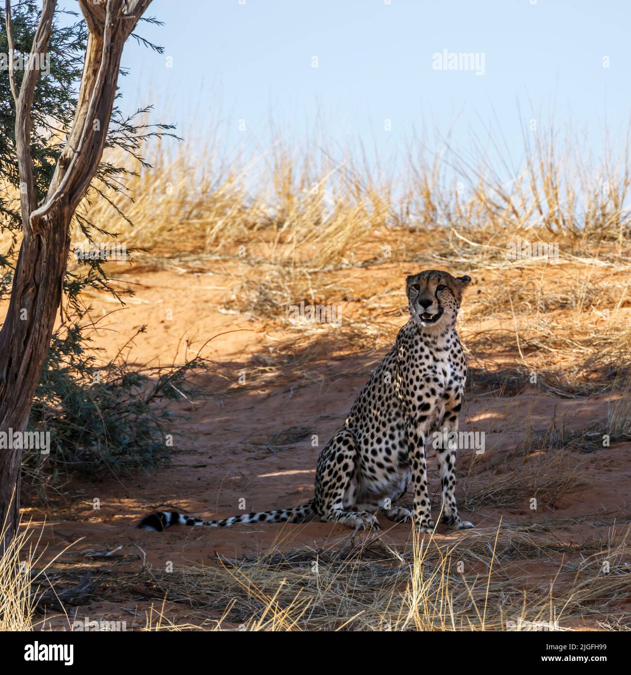 Cheetah sitting under tree shadow in Kgalagadi transfrontier park, South Africa ; Specie Acinonyx jubatus family of Felidae Stock Photo
