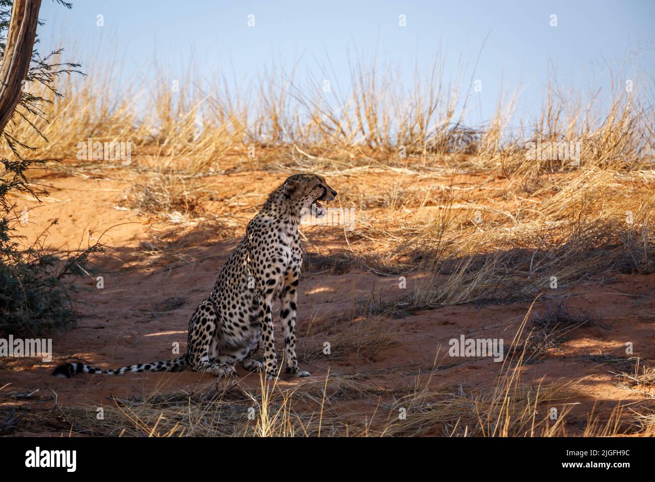 Cheetah sitting and calling in Kgalagadi transfrontier park, South Africa ; Specie Acinonyx jubatus family of Felidae Stock Photo