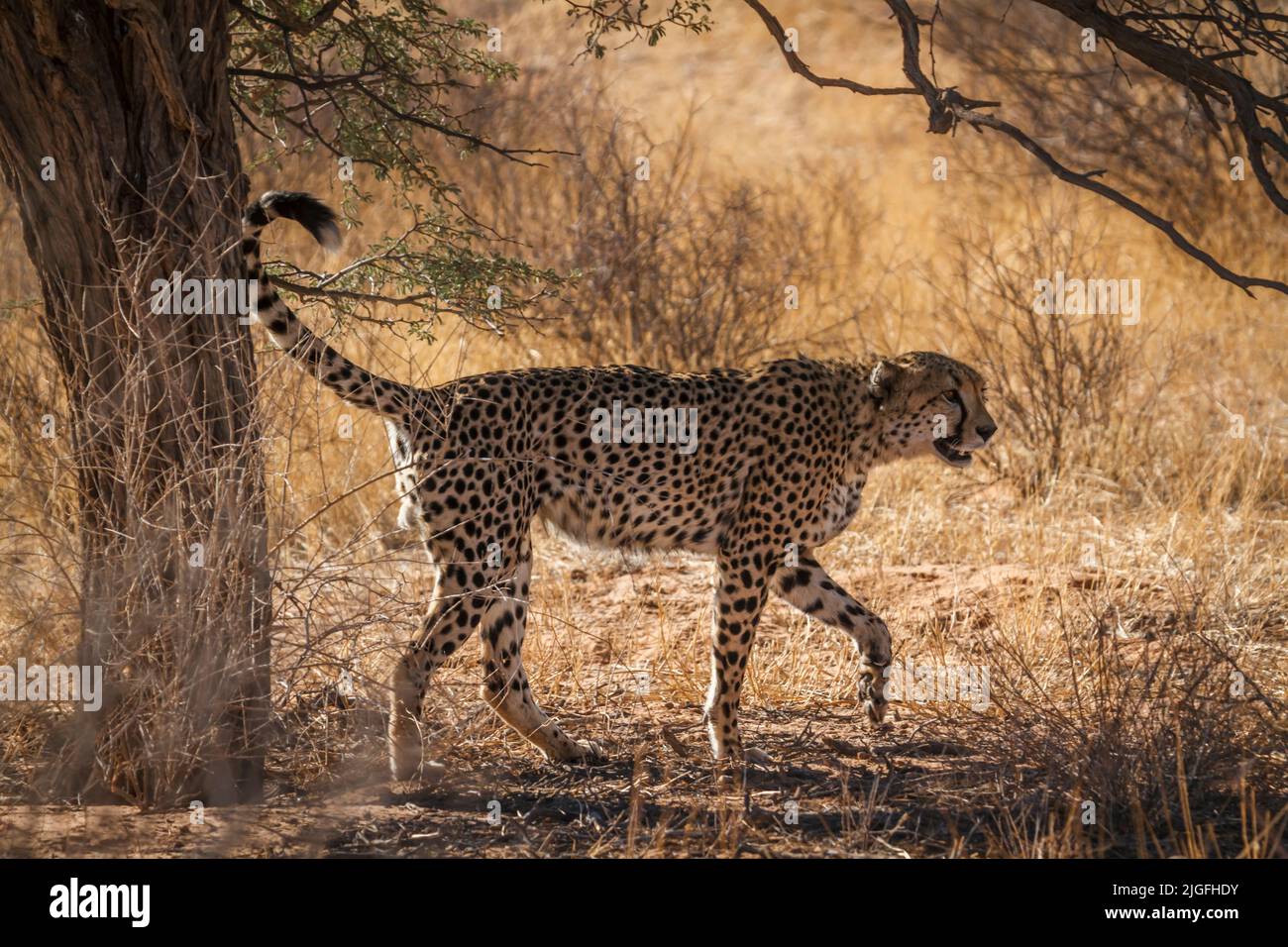 Cheetah marking territory in Kgalagadi transfrontier park, South Africa