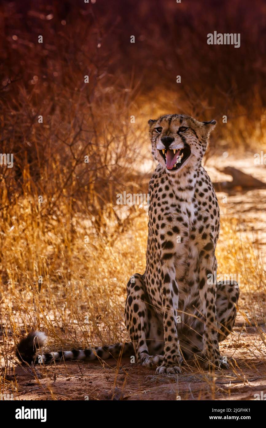 Cheetah sitting and calling front view in Kgalagadi transfrontier park, South Africa ; Specie Acinonyx jubatus family of Felidae Stock Photo