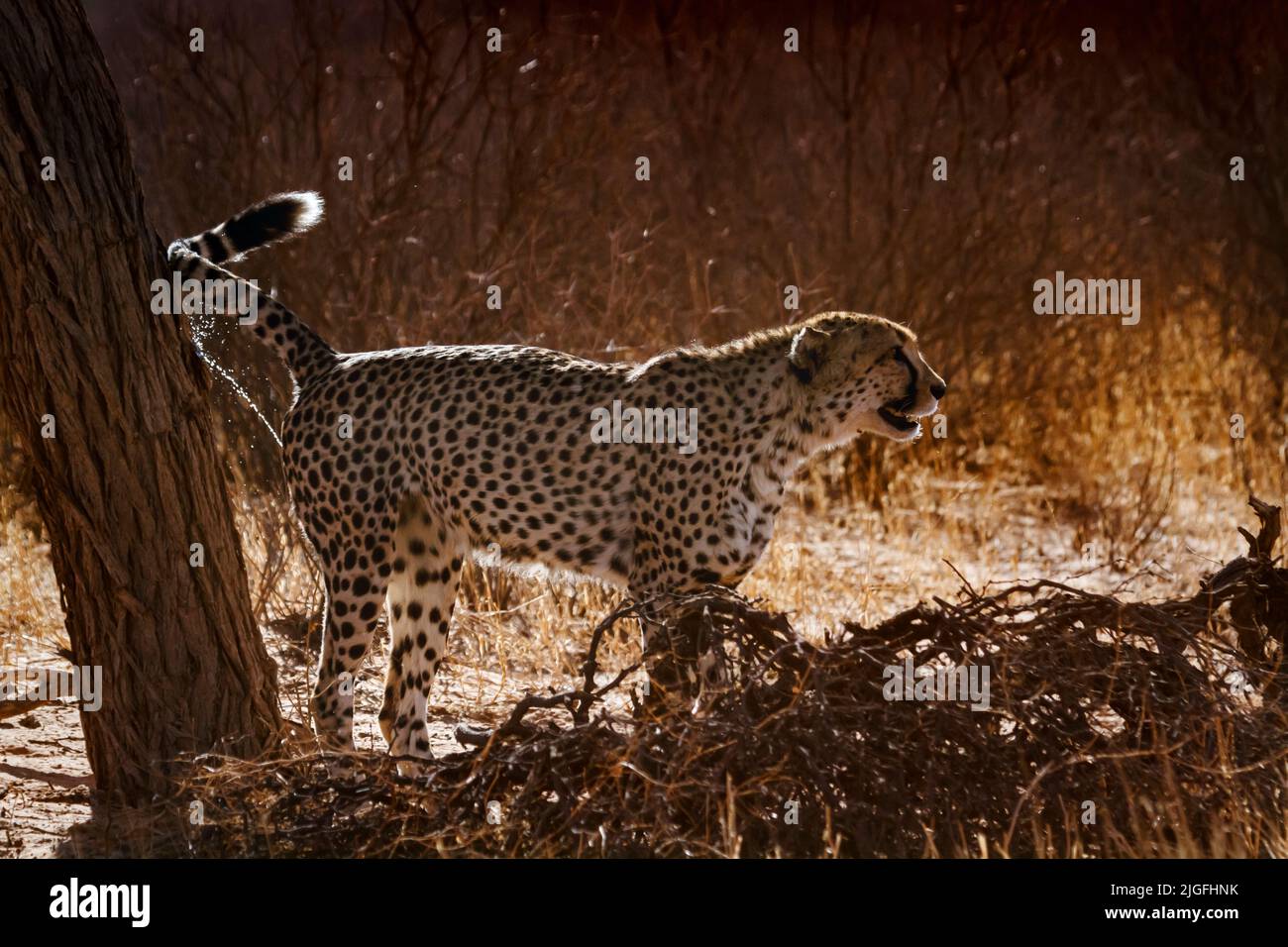Cheetah spreading marking territory in backlit in Kgalagadi