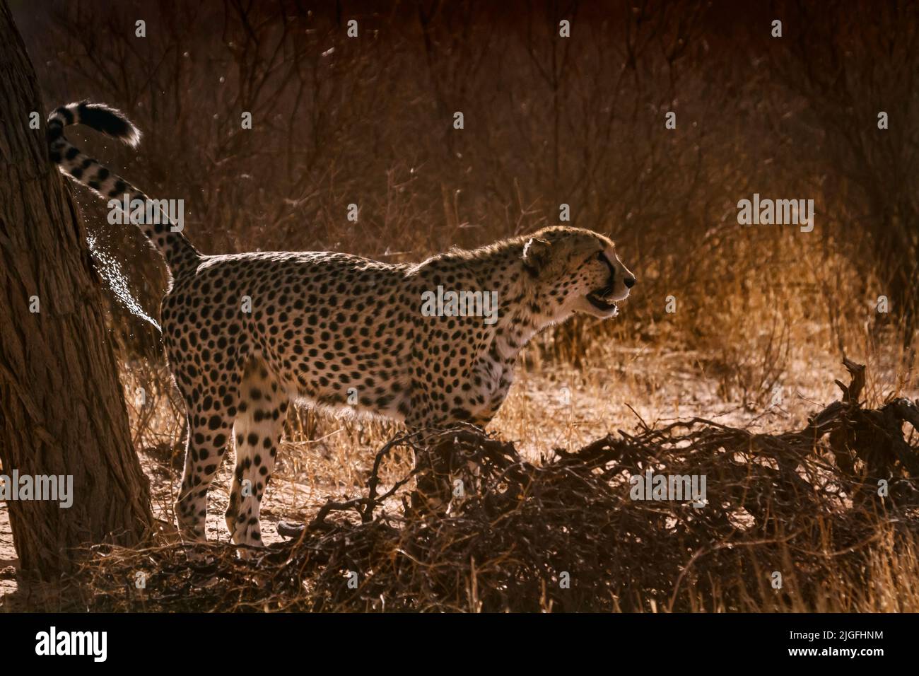 Cheetah spreading marking territory in backlit in Kgalagadi