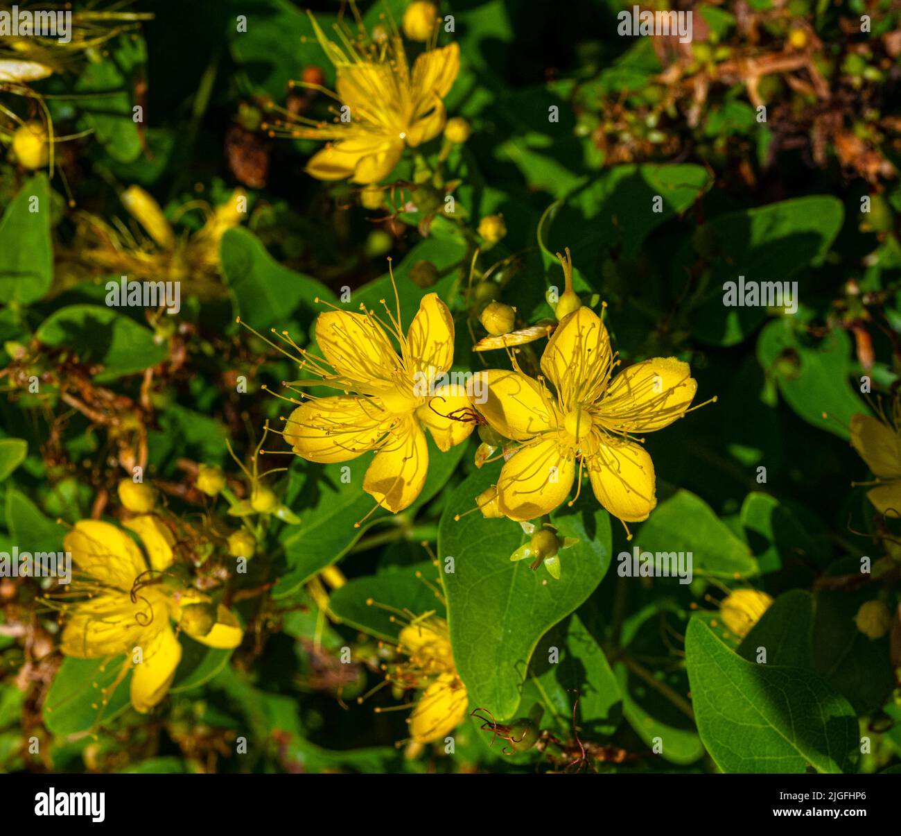 Flowering St John‘s wort, Tipton‘s Weed, Klamath Weed (Hypericum perforatum) a medicinal plant. Stock Photo