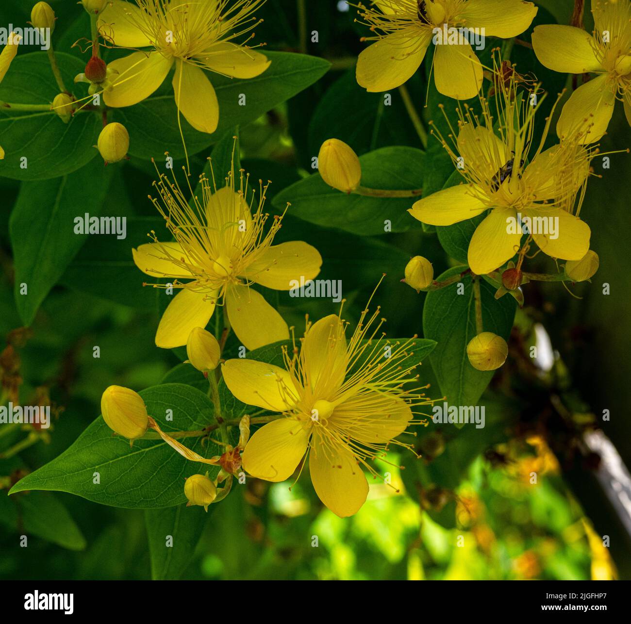Flowering St John‘s wort, Tipton‘s Weed, Klamath Weed (Hypericum perforatum) a medicinal plant. Stock Photo