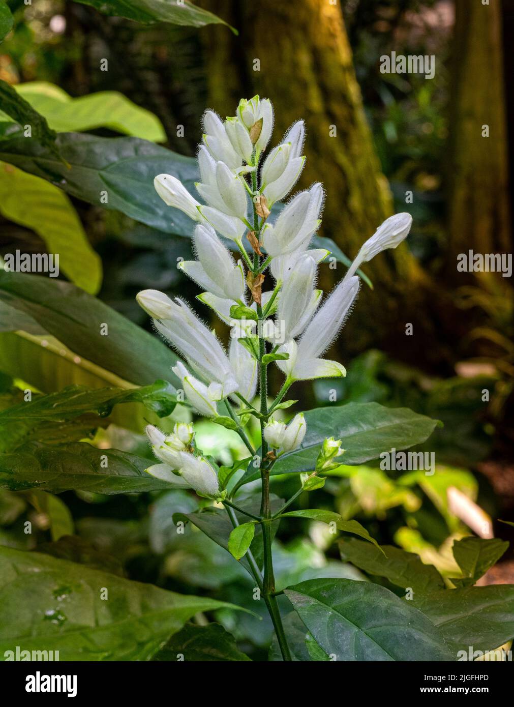 White candles (Whitfieldia elongata), inflorescence. Stock Photo