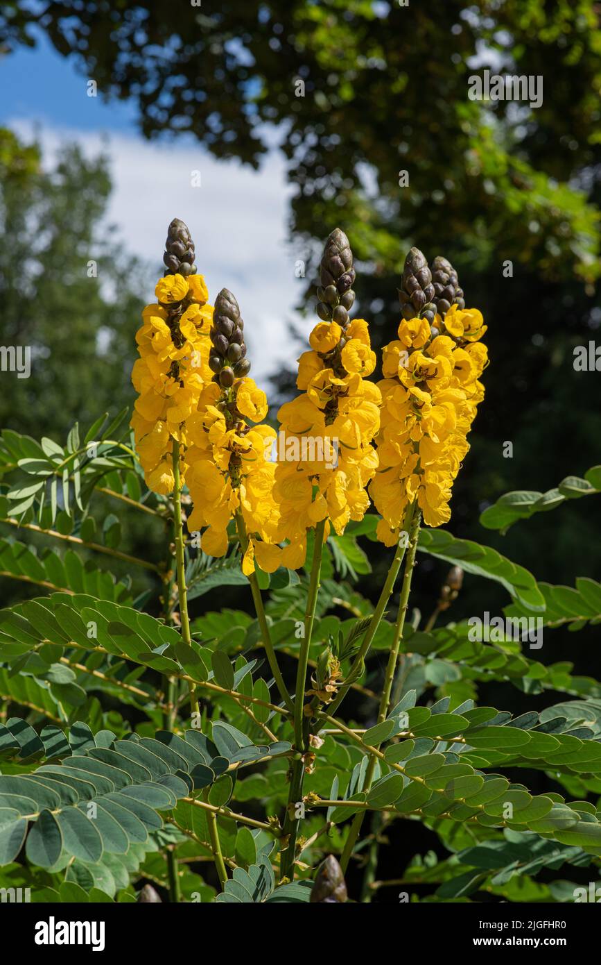 Bright yellow flowers of popcorn senna also called Senna didymobotrya found in Sri Lanka and India. Stock Photo